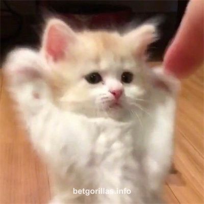 Avatar da jogadora Anil